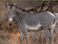 zebra